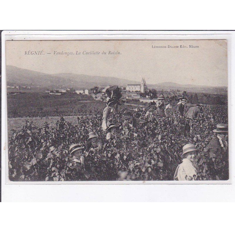 REGNIE: vendanges, la cueillette du raisin - état