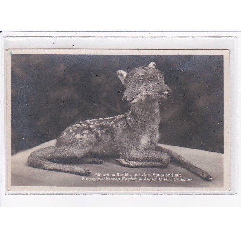 CIRQUE : animal a deux têtes (daim - faon ?) - très bon état