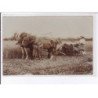CHAMPIGNELLES: agriculture, scène de fenaisons - très bon état