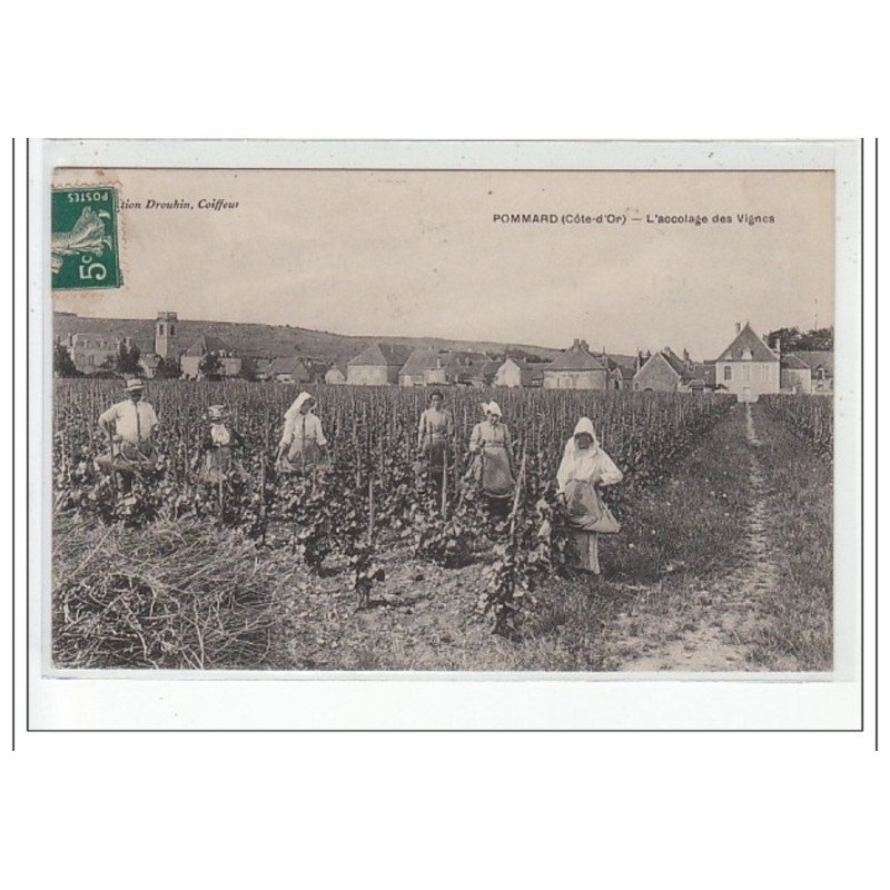 POMMARD - L'accolage des Vignes - très bon état