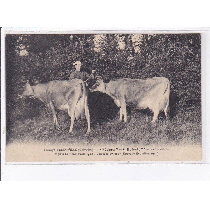 ESCOVILLE: elevage, "fédora" et "helyett" vaches jersiaises - très bon état