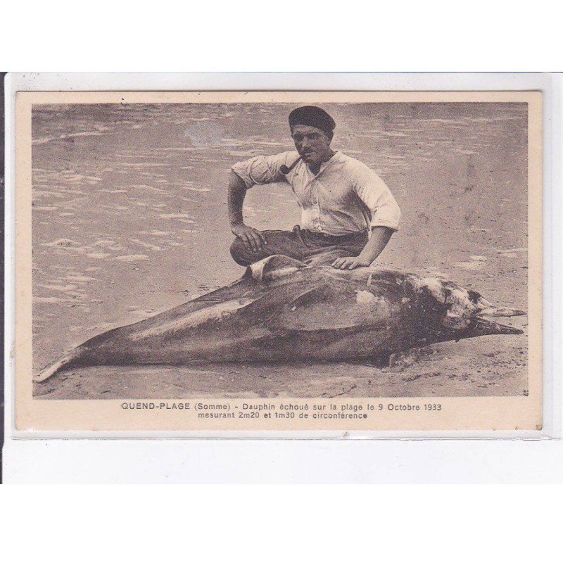 QUEND-PLAGE: dauphin échoué sur la plage le 9 octobre 1933 - très bon état