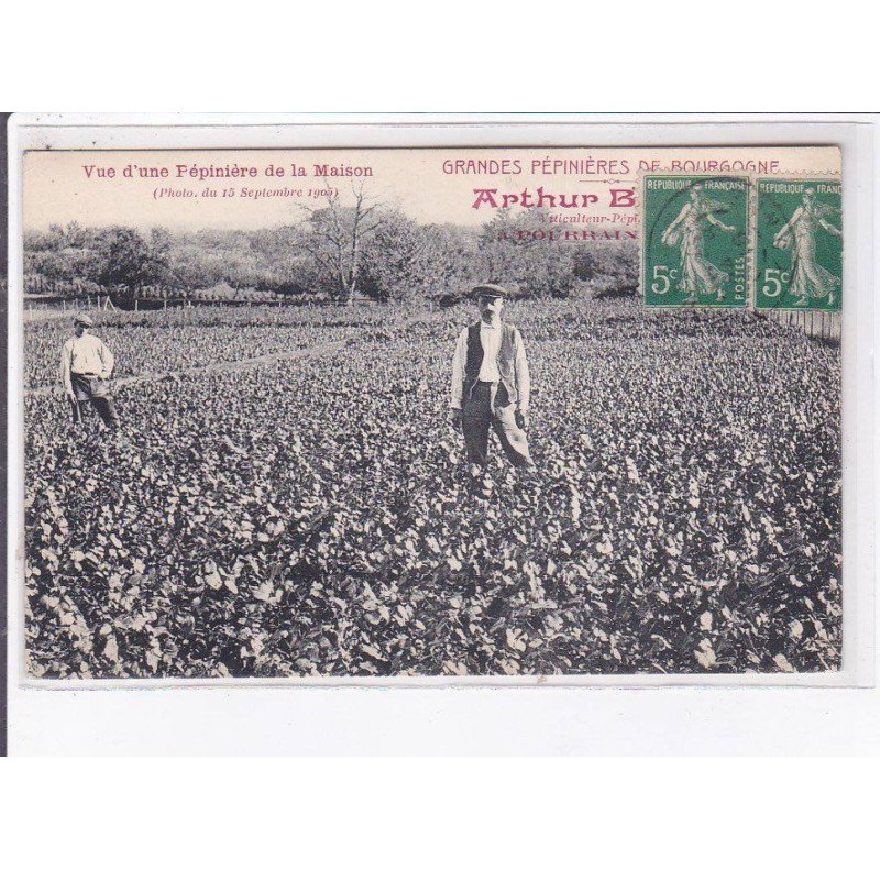 POURRAIN: vue d'une pépinière de la maison - très bon état