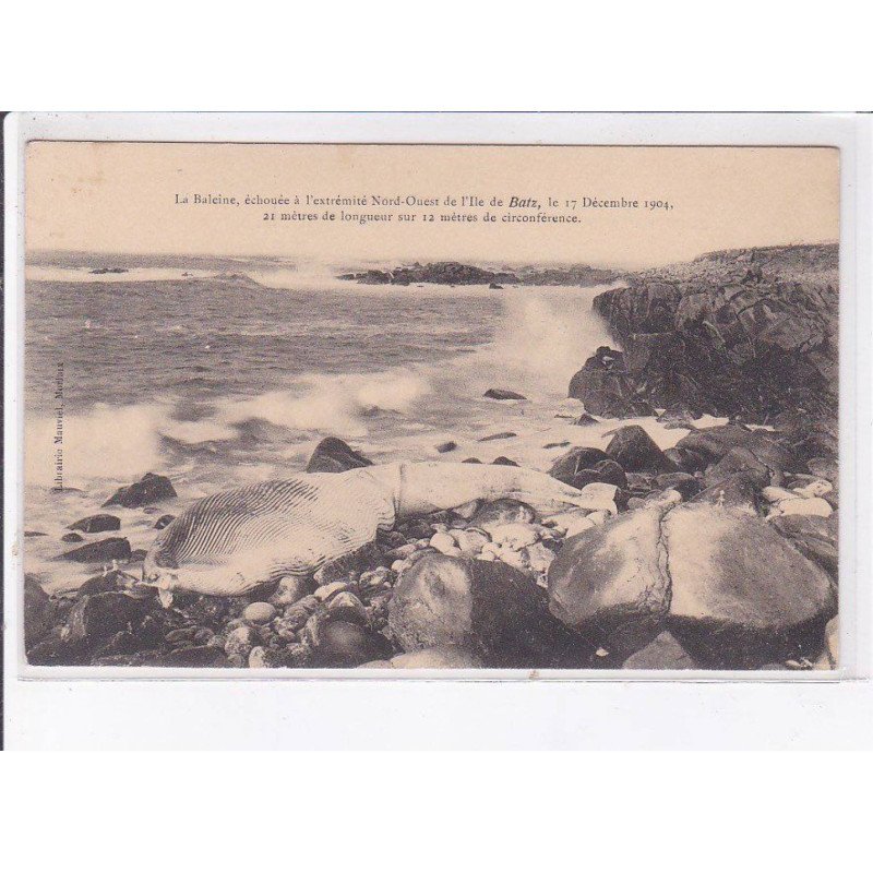 BATZ: la baleine échouée à l'extremité nord-ouest de l'ile, 1904 - très bon état BATZ: la baleine échouée à l'extremité nord-ouest de l'ile, 1904 - très bon état