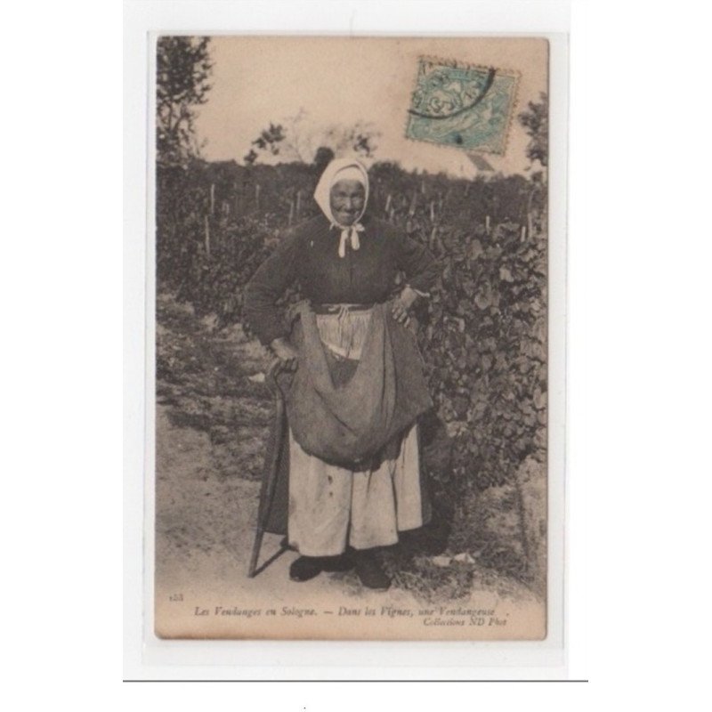 LES VENDANGES EN SOLOGNE : une vendangeuse dans les vignes  - très bon état