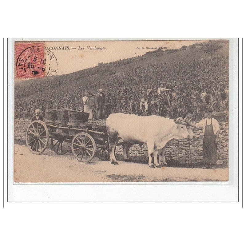 MACONNAIS - Les vendanges - très bon état