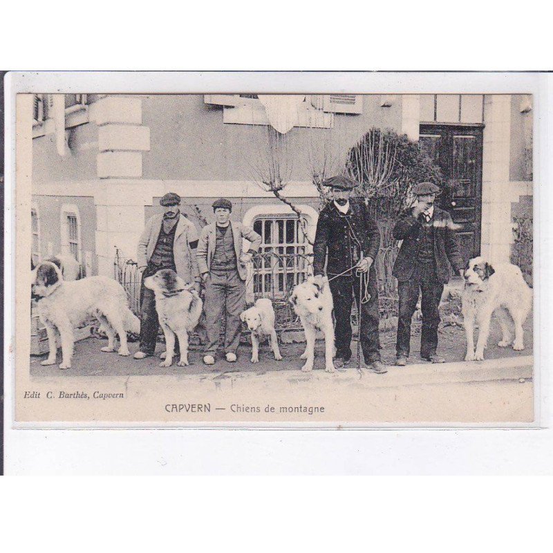 CAPVERN: chiens de montagne - très bon état CAPVERN: chiens de montagne - très bon état