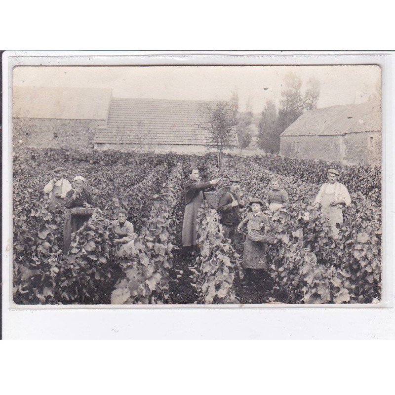 VOUTENAY-AVALLON: vendanges - très bon état