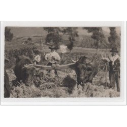 CORSE : carte photo d'un attelage de boeufs (photo Cardinali à Ajaccio) - très bon état