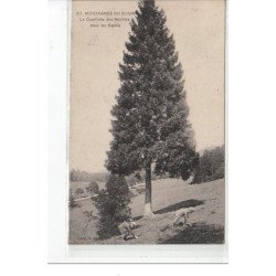 MONTAGNES DU DOUBS - La cueillette des morilles sous les sapins - état