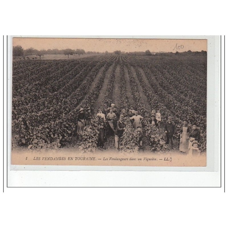 Les Vendanges en Touraine - Les vendangeurs dans un vignoble - très bon état