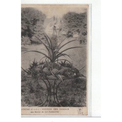 PARAME - Culture des Ananas aux Serres de la Mariette - état (plis)
