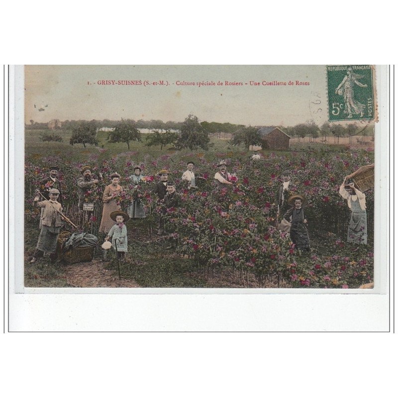 GRISY-SUISNES - Culture spéciale de Rosiers - une cueillette de Roses - très bon état