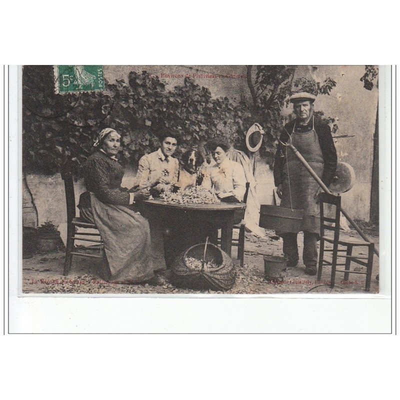 environs de PITHIVIERS : la récolte du safran - très bon état