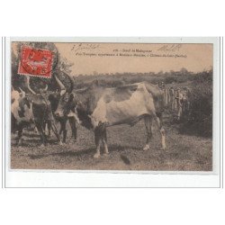 CHATEAU DU LOIR : boeuf de madagascar d'un troupeau appartenant à Mr Meunier - très bon état