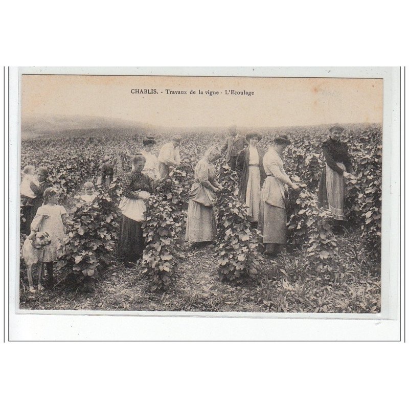 CHABLIS : travaux de la vigne - l'écoulage (vendanges) - très bon état CHABLIS : travaux de la vigne - l'écoulage (vendanges) - très bon état