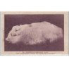 NOGENT SUR VERNISSON : élevage de lapins angora (plus une carte publicitaire non-illustrée) - très bon état
