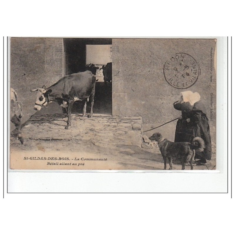 SAINT GILDAS DES BOIS - La Communauté - Bétail allant au pré - très bon état