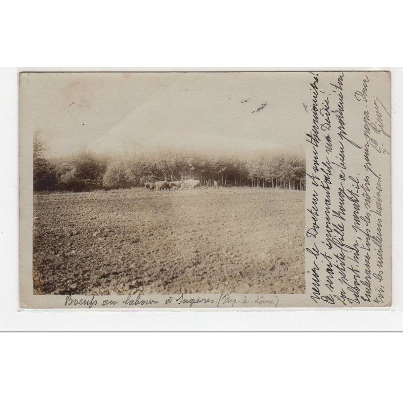 SUGERES : carte photo de boeufs au labour - très bon état