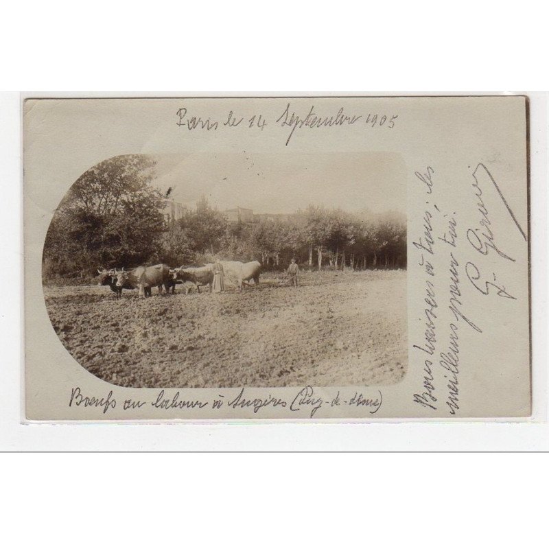 SUGERES : carte photo de boeufs au labour - très bon état