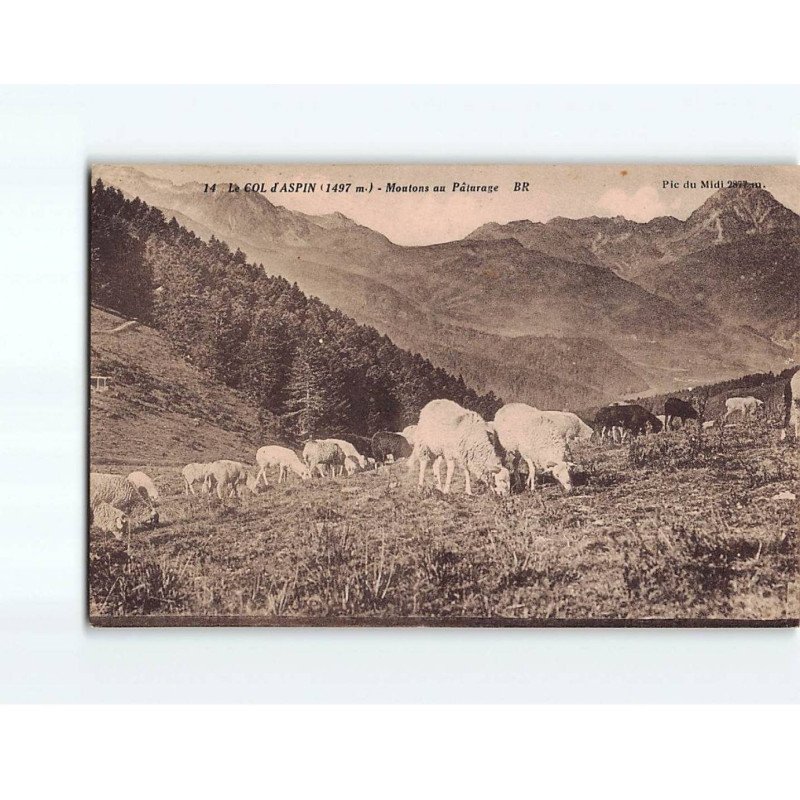 Le Col d'Aspin : Moutons au Pâturage - état Le Col d'Aspin : Moutons au Pâturage - état