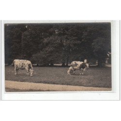 ROUEN - CARTE PHOTO - La traite des vaches - Cliché A. Chambry à ROUEN - très bon état