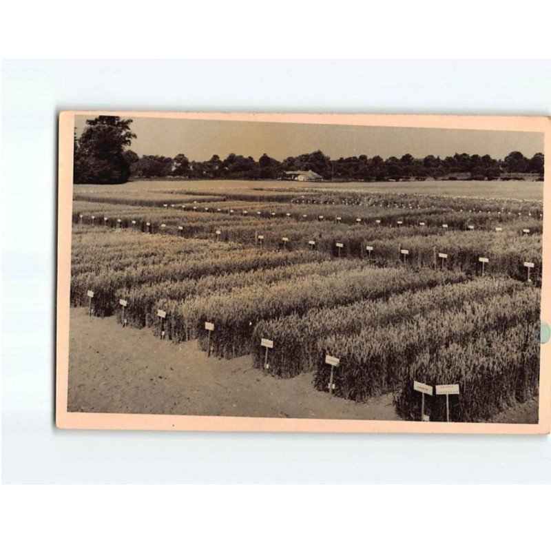 ROUILLE : Champs d'essais de l'Ecole régionale d'Agriculture de VENOURS - très bon état ROUILLE : Champs d'essais de l'Ecole régionale d'Agriculture de VENOURS - très bon état