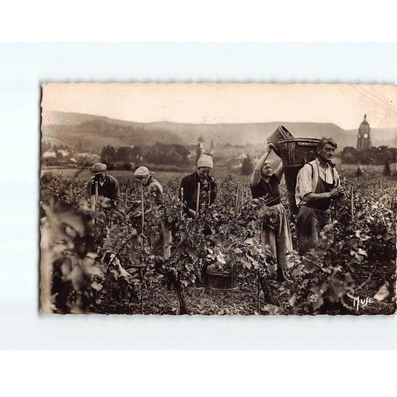 ARBOIS : Vendanges à la Plâtière - état