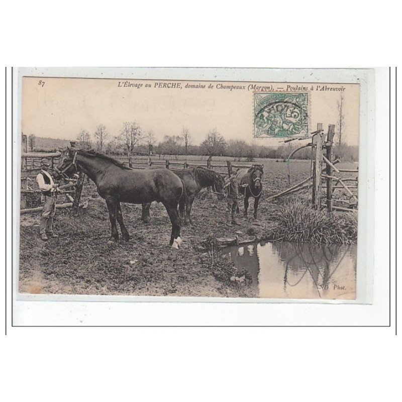 MARGON - L'Elevage au Perche - Domaine de Champeaux - Poulains à l'Abreuvoir - très bon état