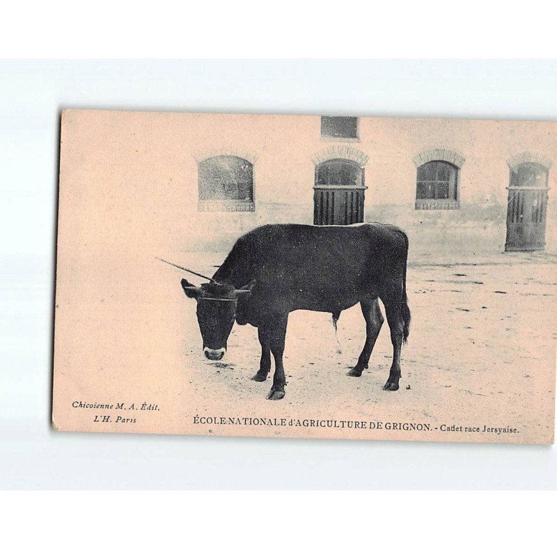 GRIGNON : Ecole Nationale d'Agriculture, Cadet race Jersyaise - état