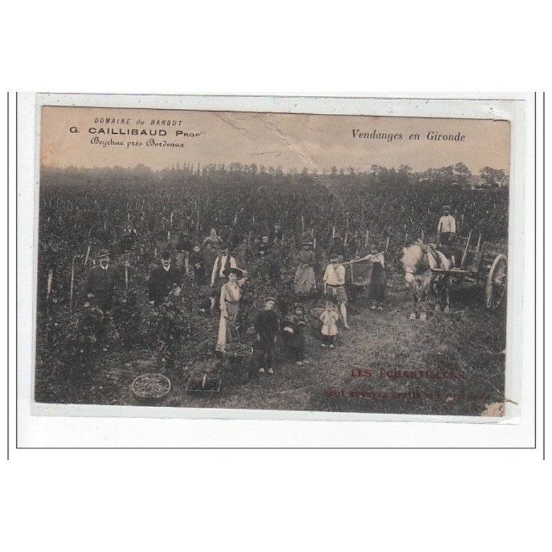 BEYCHAC : vendanges en gironde - état