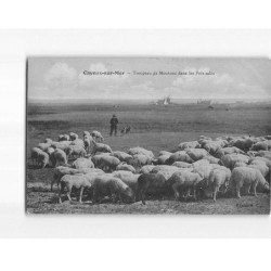 CAYEUX SUR MER : Troupeau de Moutons dans les Prés Salés - état