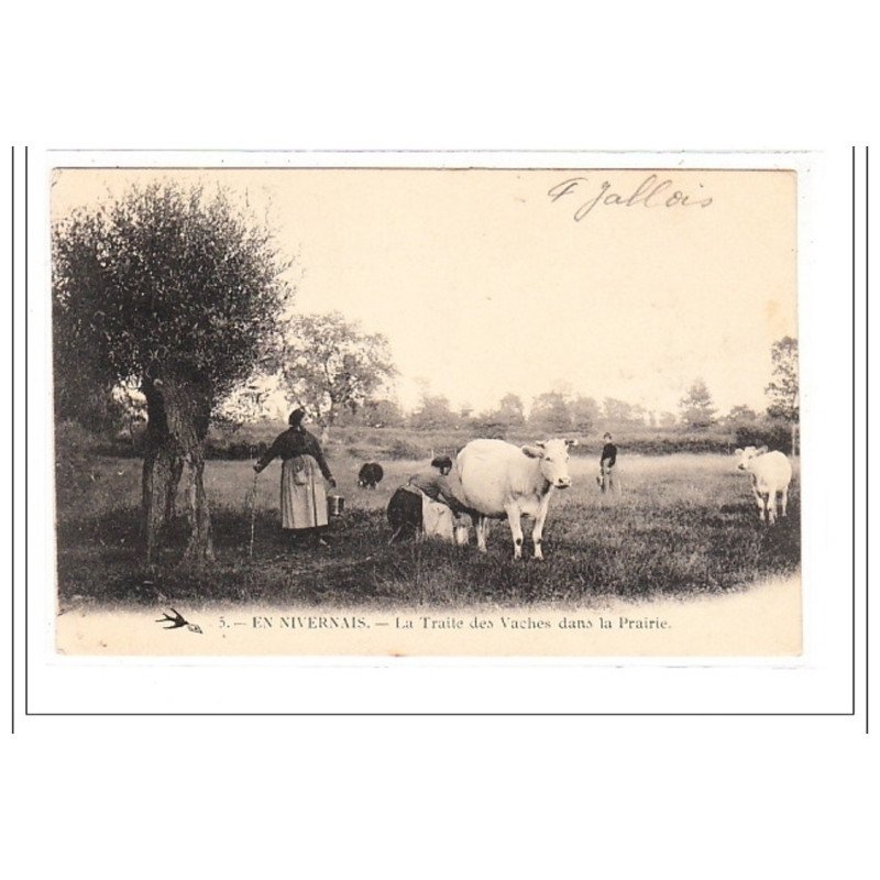 NIVERNAIS : la traite des vaches dans la prairie - tres bon état