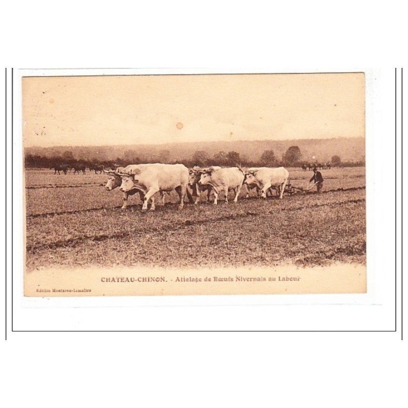 CHATEAU-CHINON : attelage de boeufs nivernais au labour - état
