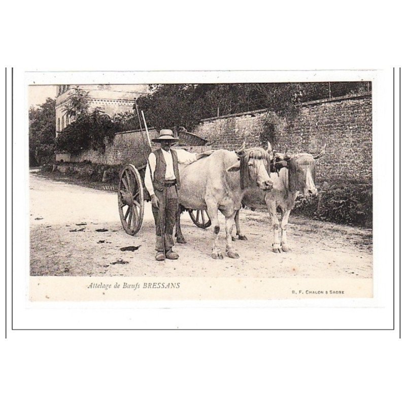 BRESSANS : attelage de boeufs - tres bon etat BRESSANS : attelage de boeufs - tres bon etat