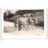 BRESSANS : attelage de boeufs - tres bon etat