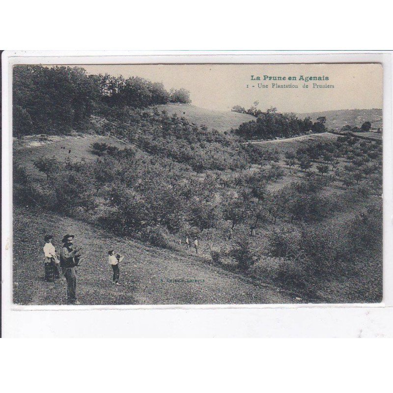 LOT et GARONNE: la prune en agenais, 10 CPA - état LOT et GARONNE: la prune en agenais, 10 CPA - état