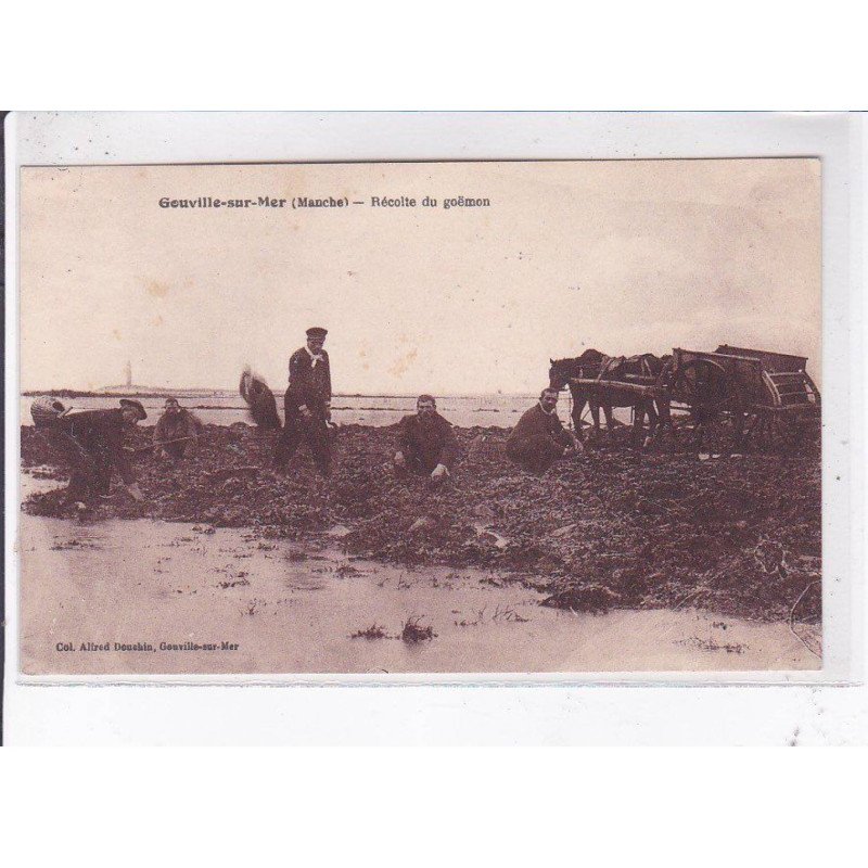 GOUVILLE-sur-MER: récolte de goëmon - très bon état