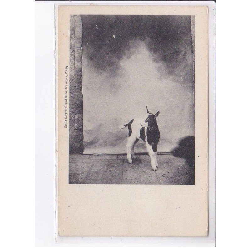 WASSY: chevreau, chèvre - très bon état