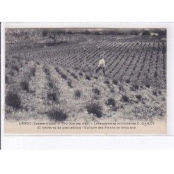 ANNOT: lavanderaies artificielles G. Gamet, 21 hectar de plantations, culture des plants de deux ans - très bon état