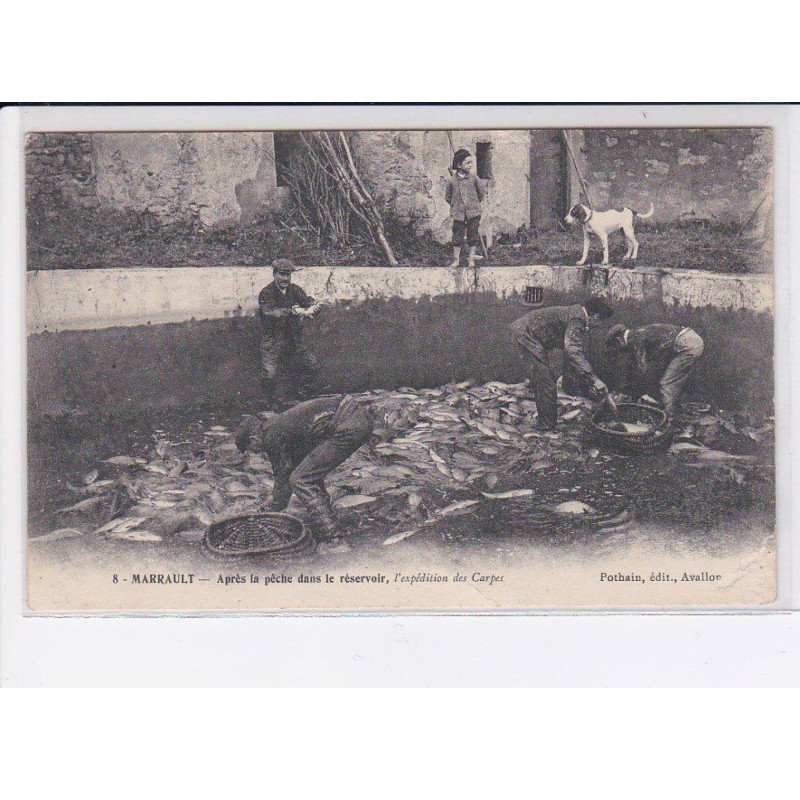 MARRAULT: après la pêche dans le réservoir, l'expédition des carpes - état