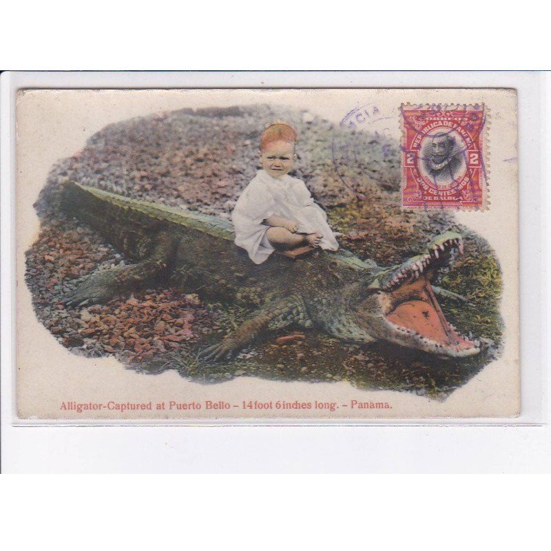 PANAMA: alligator captured at puerto bello 14 foot 6 inches long - très bon état