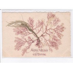 CHERBOURG: algues marines - très bon état