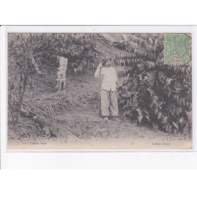 FRANCE: caféier mort, caféier vivant - très bon état