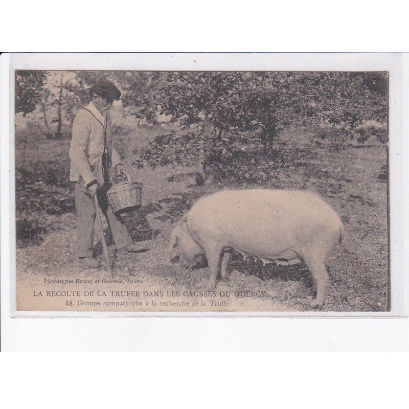 LOT: la récolte de la truffe dans les causses du quercy - très bon état