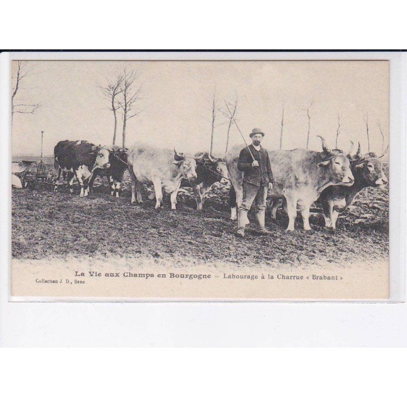 YONNE: la vie aux champs en bourgogne, labourage à la charrue "brabant" - très bon état