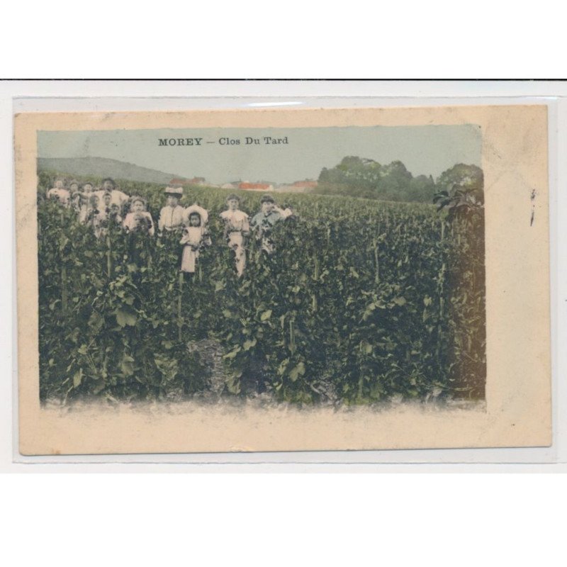 MOREY - Clos du Tard (vignes - vendanges) - très bon état
