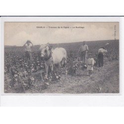 CHABLIS: travaux de la vigne, le ruellage - état