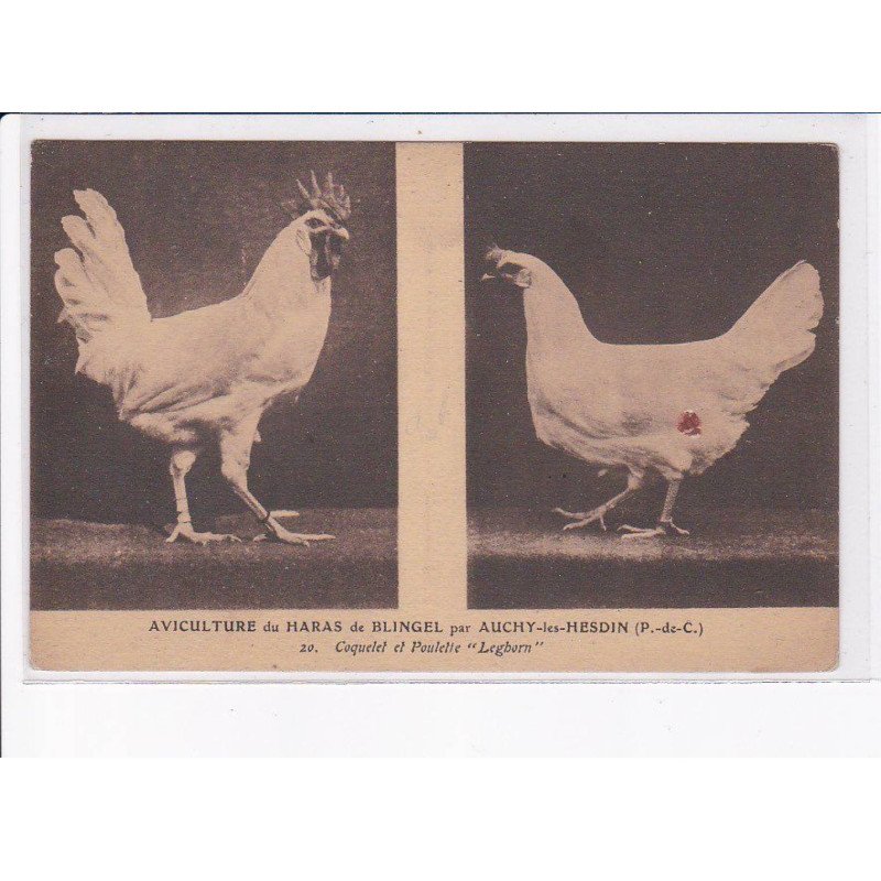 AUCHY-les-HESDIN: aviculture du haras de blingel, coquelet et poulette "leghorn" - état