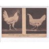 AUCHY-les-HESDIN: aviculture du haras de blingel, coquelet et poulette "leghorn" - état